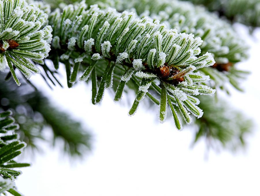 REPLANTER UN SAPIN DE NOËL ACHETÉ EN POT