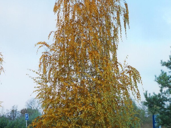 Bouleau blanc, bouleau commun, bouleau verruqueux