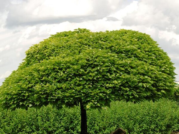 Catalpa boule