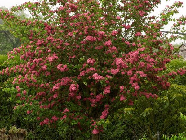 Aubépine Paul's Scarlet