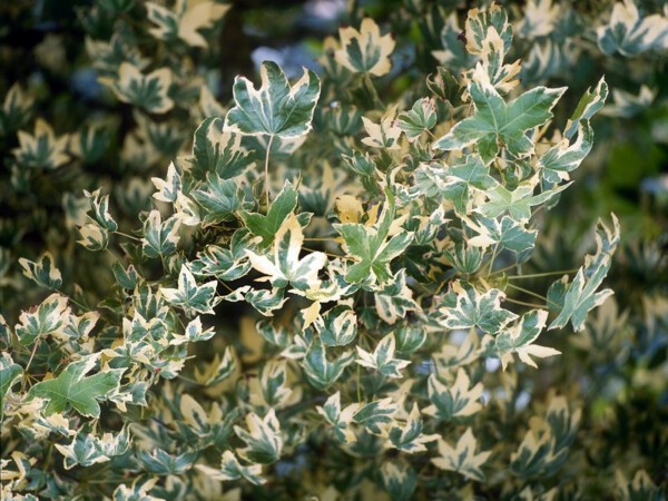 Copalme d'Amérique Albomarginata Manon