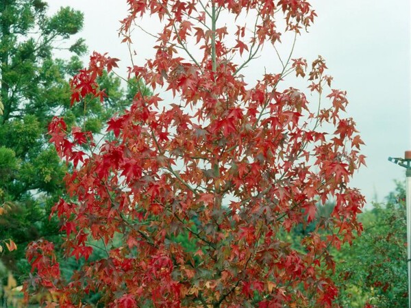 Copalme d'Amérique Thea