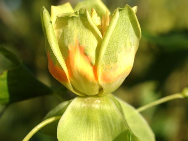 Tulipier de Virginie