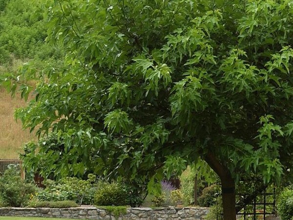 Mûrier à feuilles de platane sans fruits (stérile)