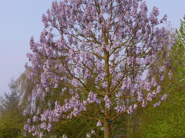 Paulownia de Fortune FAST BLUE®