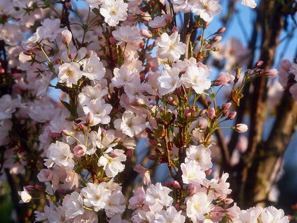 Cerisier des collines du Japon Amanogawa