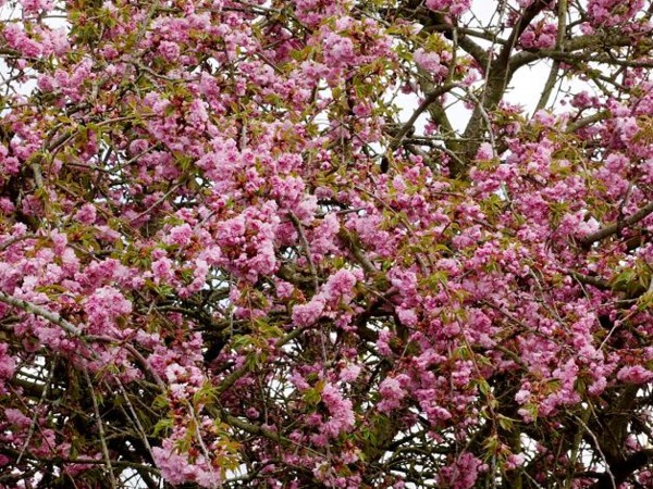 Cerisier des collines du Japon Kiku Shidare Zakura