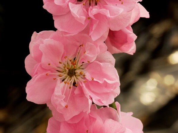 Pêcher à fleurs TAOFLORA® rose