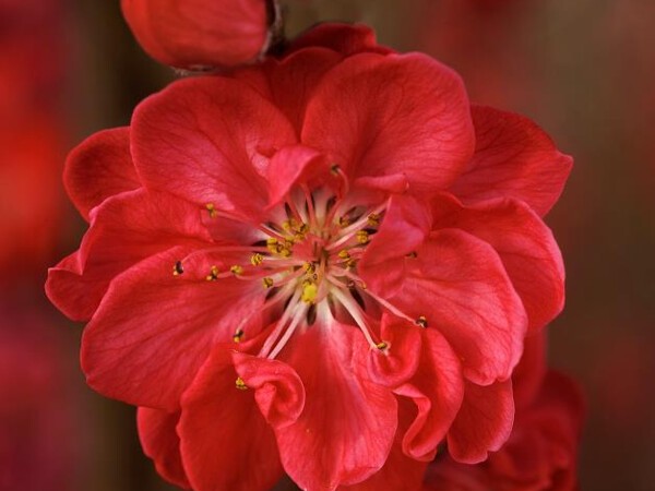 Pêcher à fleurs TAOFLORA® rouge