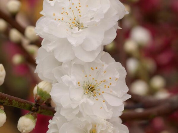 Pêcher à fleurs TAOFLORA® blanc