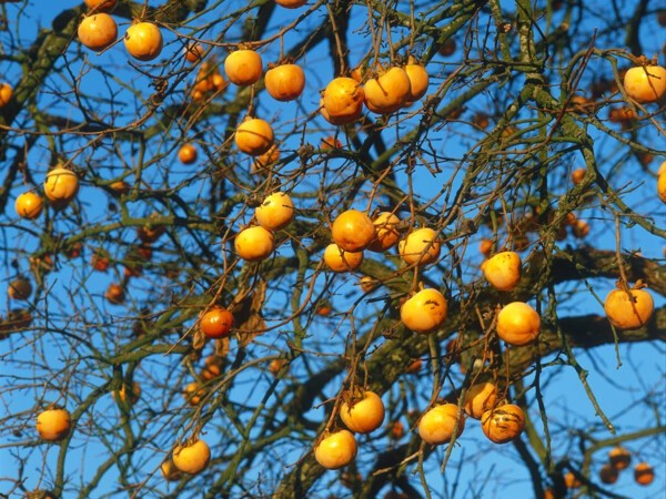 Kaki, Plaqueminier Fuyu ou Kaki pomme