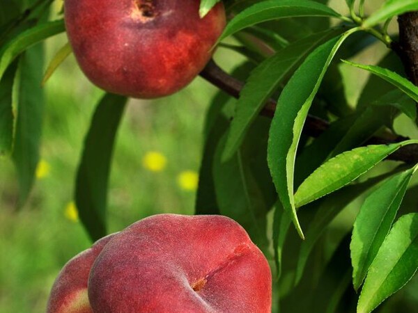 Pêcher à fruits plats Saturne