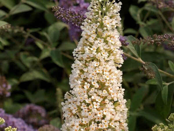 Arbre aux papillons REVE DE PAPILLON® Blanc