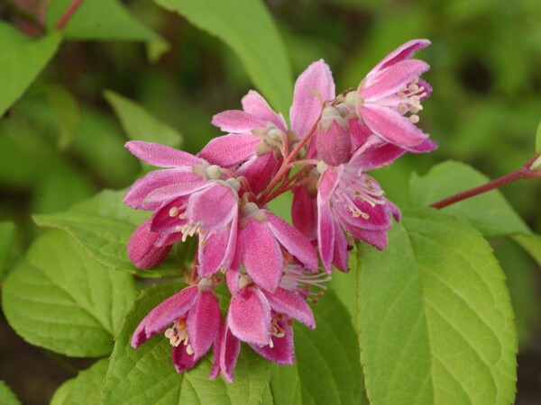 Deutzia Tourbillon Rouge = Strawberry Fields ; Magicien