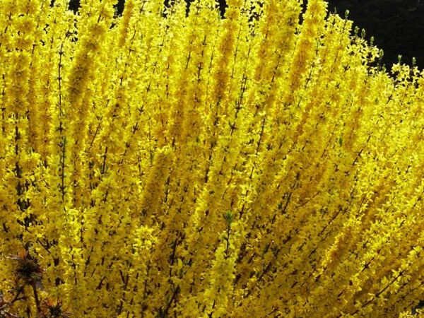 Forsythia WEEK END®