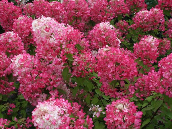 Hortensia paniculé DIAMANT ROUGE®