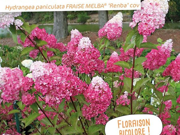 Hortensia paniculé FRAISE MELBA®