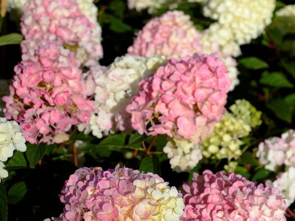 Hortensia paniculé SUNDAE FRAISE®