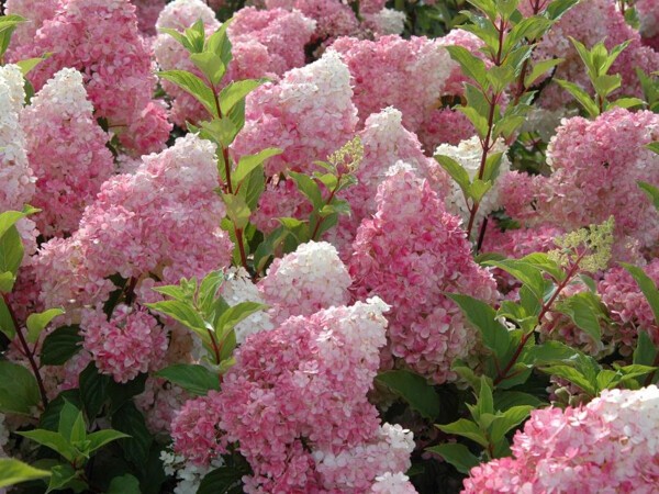 Hortensia paniculé VANILLE FRAISE®