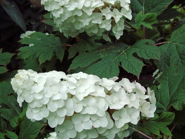 Hortensia à feuilles de chêne Snow Queen