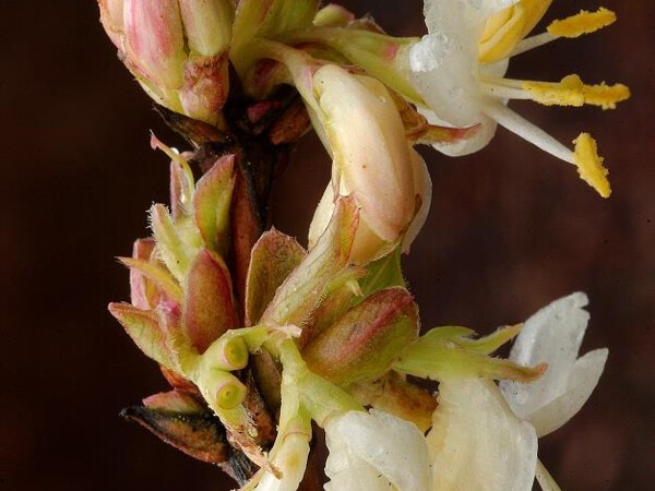 Chèvrefeuille arbustif d'hiver parfumé