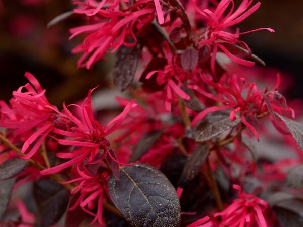 Loropetalum de Chine Black Pearl