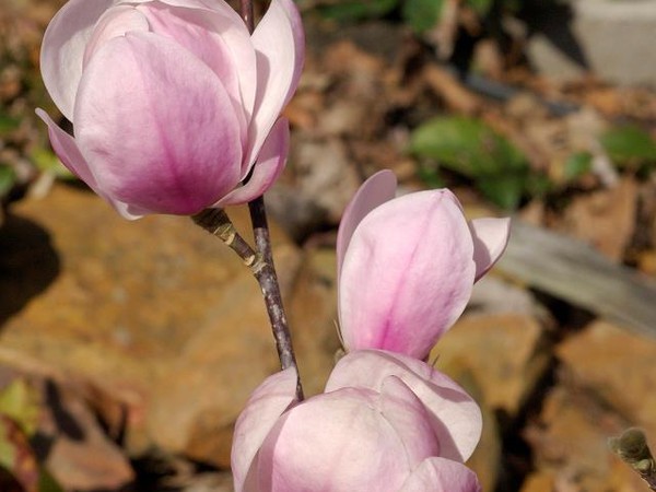 Magnolia FESTIROSE®, Magnolier