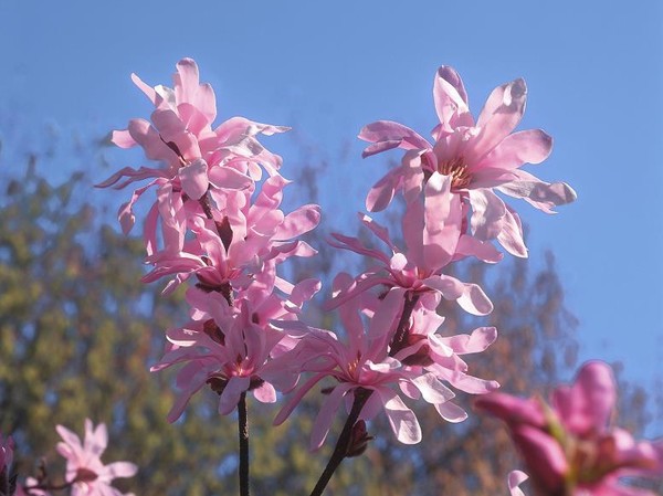 Magnolia de Loebner Leonard Messel, Magnolier