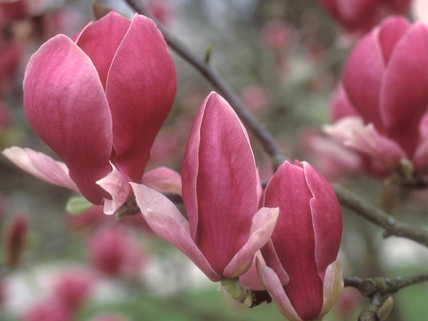 Magnolia de Soulange Rustica Rubra, Magnolier