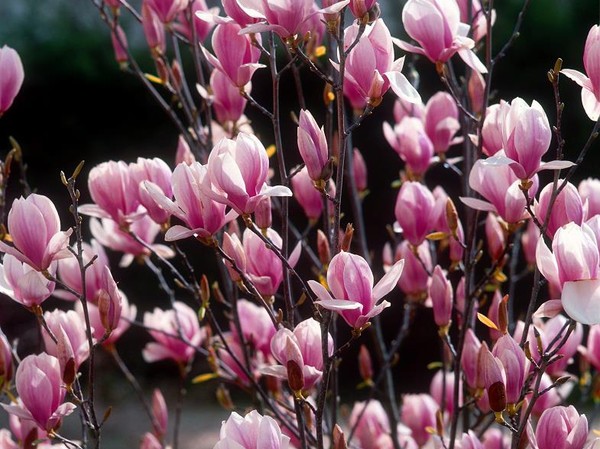 Magnolia de Soulange, Magnolier