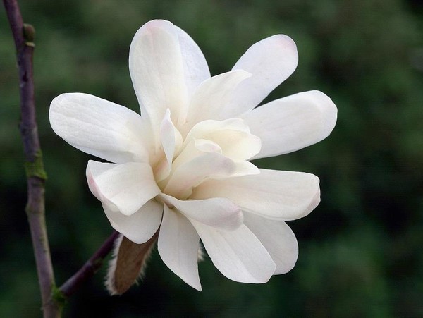 Magnolia étoilé Royal Star, Magnolier