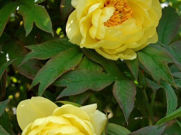 Pivoine arbustive à fleur jaune