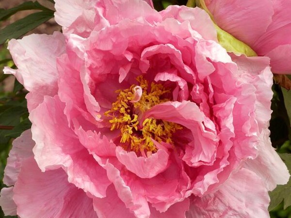 Pivoine arbustive à fleur rose