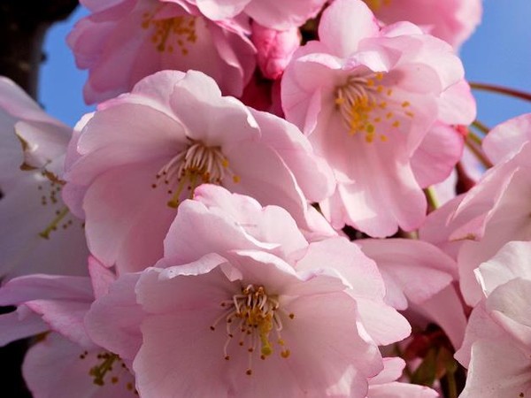 Cerisier à fleurs du Japon Accolade