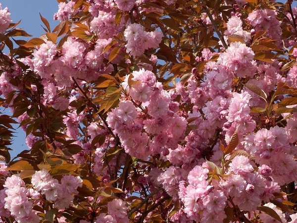 Cerisier des collines du Japon Kanzan
