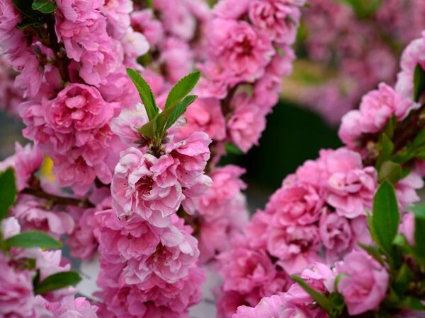 Pêcher nain à fleurs roses