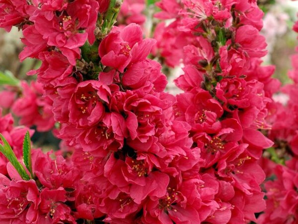 Pêcher nain à fleurs rouges