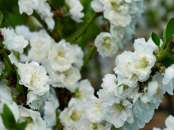 Pêcher nain à fleurs blanches