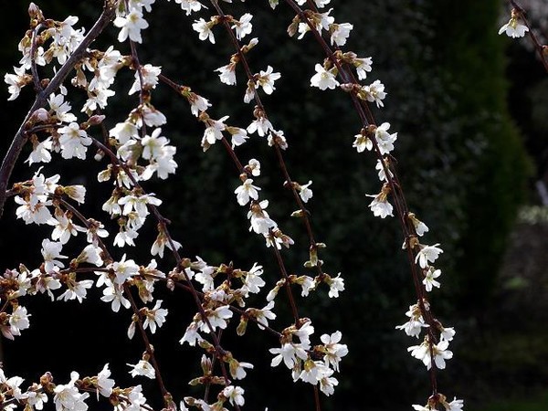 Cerisier à fleurs du Japon Snow Fountains