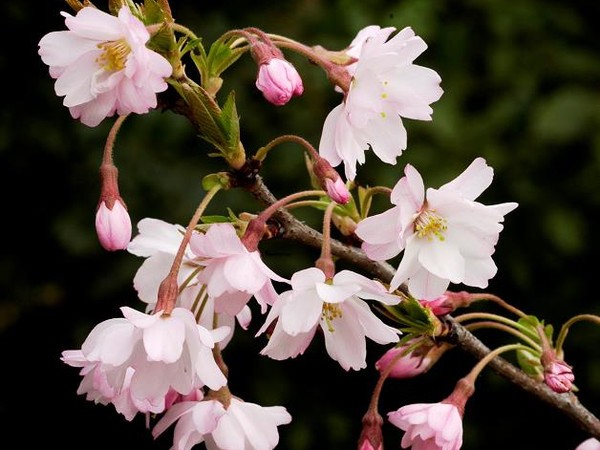 Cerisier d'hiver du Japon Autumnalis Rosea