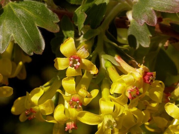 Groseillier à fleurs doré