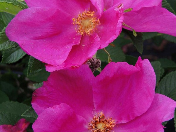 Rosier rugueux ANGELIA® EGLANTINE, Rosier du Japon