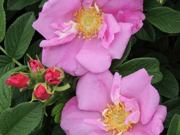 Rosier rugueux ANGELIA® PINK, Rosier du Japon