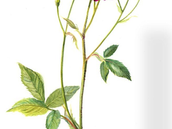 Rosier ancien type Gallique Cardinal de Richelieu