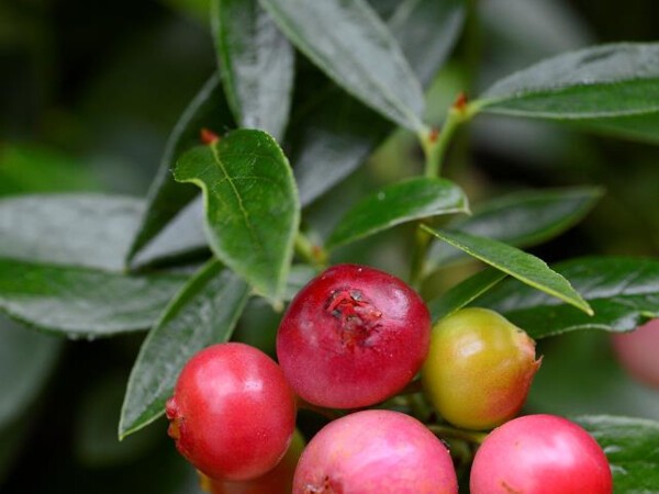 Myrtille des jardins Pink Lemonade