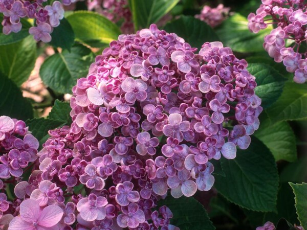 Hortensia Ayesha, Hortensia à fleurs de lilas