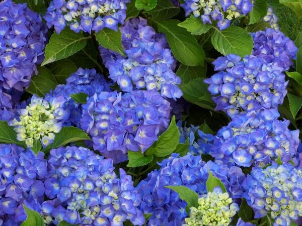 Hortensia Renate Steiniger