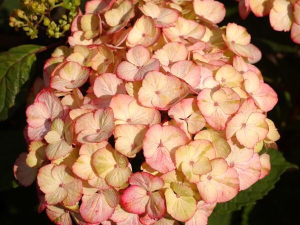 Hortensia Preziosa