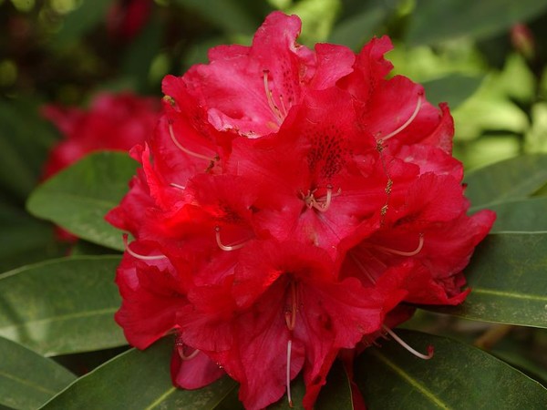 Rhododendron hybride Wilgen's Ruby
