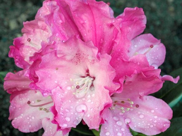 Rhododendron de Yakushima Belona